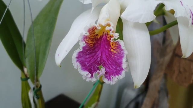 Новичёк!!! Cattleya mossiae semi alba "Aquinii "
