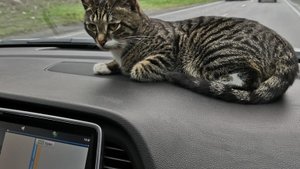 Авто путешествие в Анапу с кошкой/ 2023 г/ в отпуск из Новосибирска в Анапу на машине