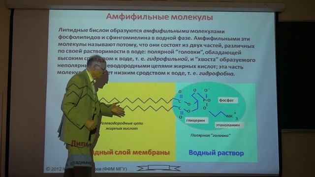 10Амфифильные молекулы смотреть онлайн