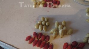 #Земляника мелкоплодная сравнение сортов. 25 августа 2016 год