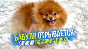 Шпиц Оливия оставила дочку. Шпиц Бэлла - азартный игрок