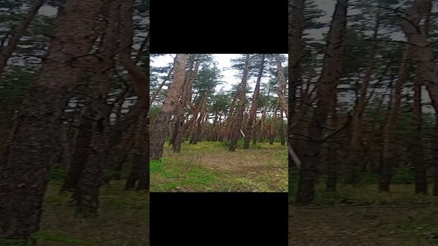 Летние трели