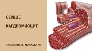 Сердце. Строение кардиомиоцита