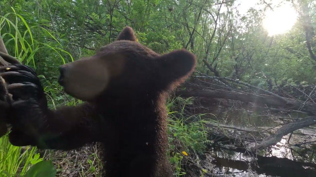 Медвежонок решился.