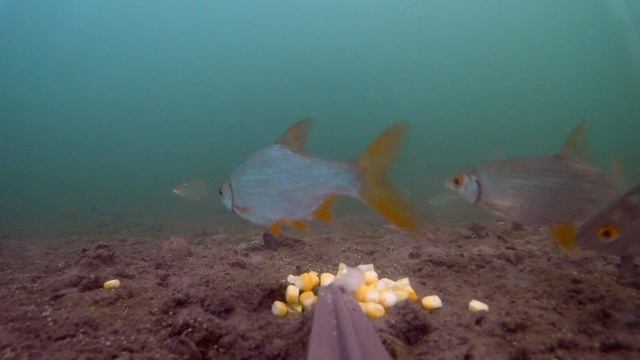 ВОТ КТО ЛЮБИТ КУКУРУЗУ!!! Подводная съемка осенью. Рыбалка 2019 смотреть онлайн