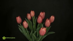 Time laps Tulipa Orange Juice