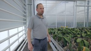 Секреты выращивания Голландских орхидей из первых уст (Pulcher Orchideeën).