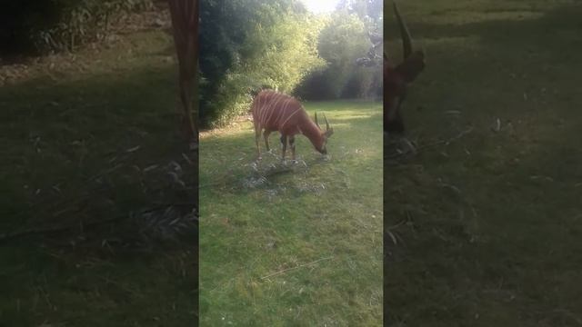 Call of antilop bongo in zoo Antwerpen