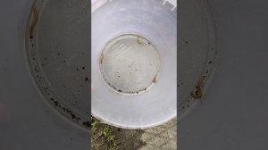 Проволочник. Ловим на приманку.