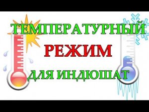 ТЕМПЕРАТУРНЫЙ РЕЖИМ ДЛЯ ИНДЮШАТ. Содержание и выращивание индюшат.Купить индюшат.