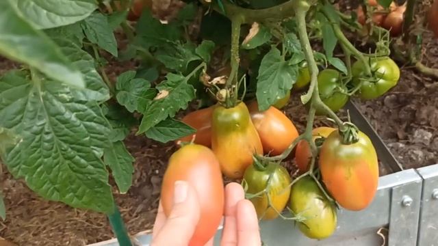 АЛЬМАНДИН.Томат. смотреть онлайн