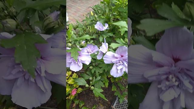 Гібіскус сірійський Блю Шифон (Hibiscus syriacus Blue Chiffon)