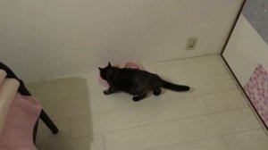 Жизнь в Японии /Кошачья семья/Японские кошки/Кошка родила