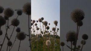 мордовник шароголовый -сильный медонос