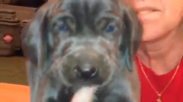 Chloe's blue Weimaraner Puppies смотреть онлайн