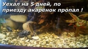 Месть Бирюзовой Акары Чернополосым цихлазомам !