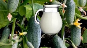 Как МОЛОКОМ увеличить урожай ОГУРЦОВ в разы