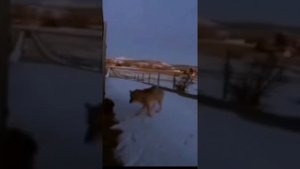 Волк напал на кошку. Она героически отбилась от волка. И спаслась