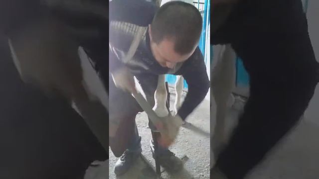 Расчистка и подковывание лошади.