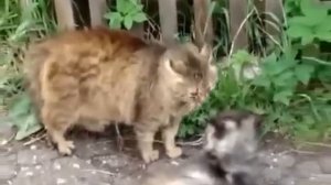 Дикие кошки видео. Кошачьи Бои! Один Против Банды!
