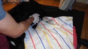 Роды у собаки. Русский спаниель. Щенки