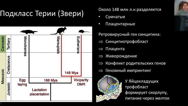 Зоология. Лекция 11. Млекопитающие