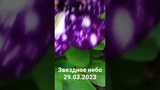 петуния" Звёздное небо"