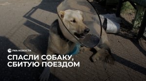 Спасли собаку, сбитую поездом
