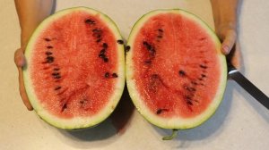 Арбуз от неизвестного куста в разрезе.