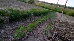 Всходы зеленого горошка. Супер удобрение для грунта.
