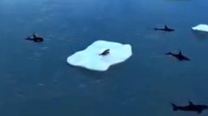 Orcas Attack Seal Касатки атакуют Тюленя