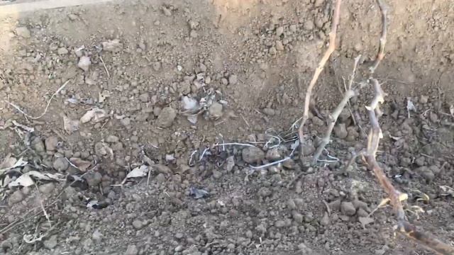 Уход за виноградом,  формирование виноградного куста весной.