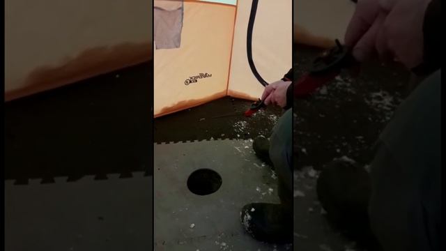 #Shorts # удочка # RED GUN #рыбалка #окунь #life Ловим окуня на игру удочкой RED GUN. смотреть онлайн