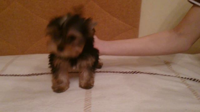 Йорк смотреть онлайн