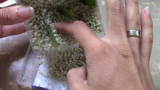 How To Propagate ZZ Plant (Zamioculcas Zamiifolia) From Leaves Cutting смотреть онлайн