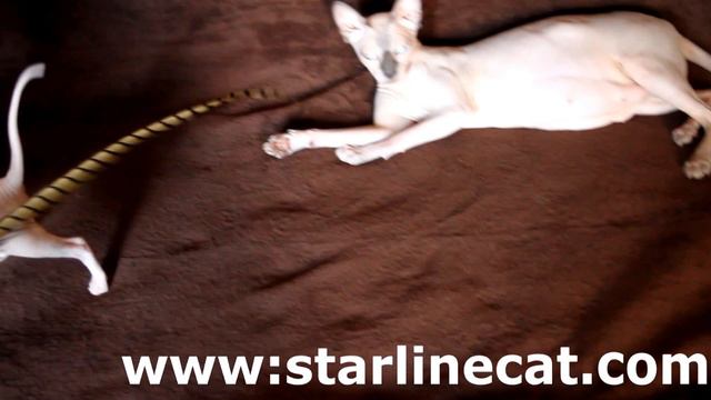Канадские сфинксы разноглазая девченка Starlinecat.com Помет О 21.06.2015