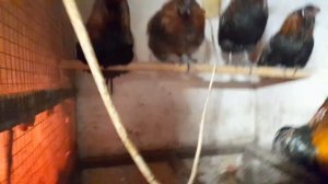 Куры занеслись как с пулемёта.