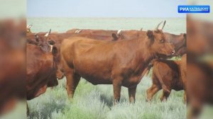 В Калмыкии планируют создать племенной центр по калмыцкой породе крупного рогатого скота