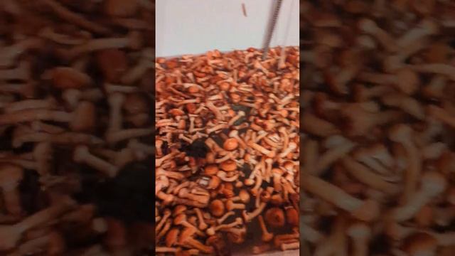 "ГТ" Грибалка удалась!! смотреть онлайн