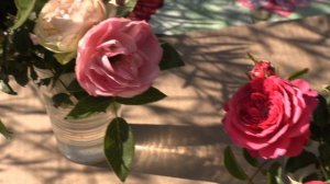 розы - меджик рококо, плейфул рококо, лавли рококо, питомник роз полины козловой. rozarium.biz