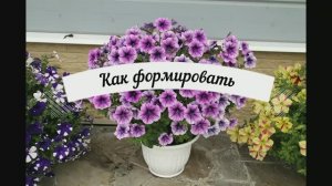 Как формировать пышный куст петунии.