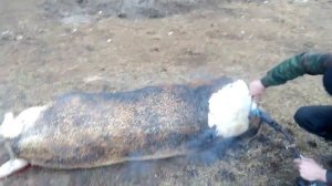Смaление свиньи , как смaлить свинью , что делать с кабаном после забоя