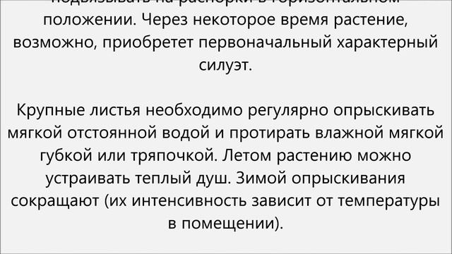 Фатсия уход.Фатсия японская уход смотреть онлайн