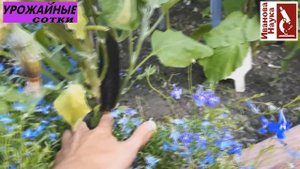 Увядания баклажана - какие бывают и что делать?