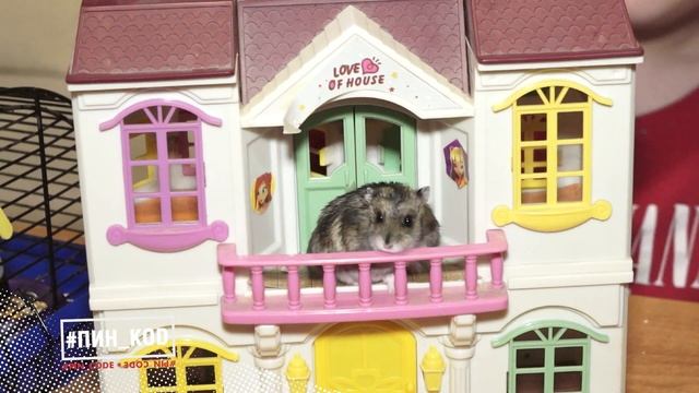 Как ухаживать за джунгариками? #нашиживотные смотреть онлайн