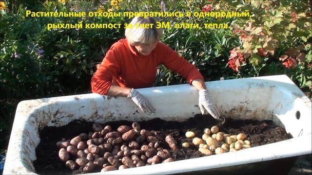 Урожай картофеля в ванне.