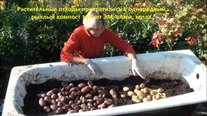 Урожай картофеля в ванне.