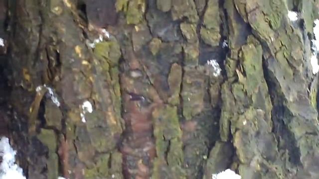 И опять зимние опята ведут. смотреть онлайн