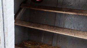 1 лютого 2021 р. Курятник из ОСБи за один день