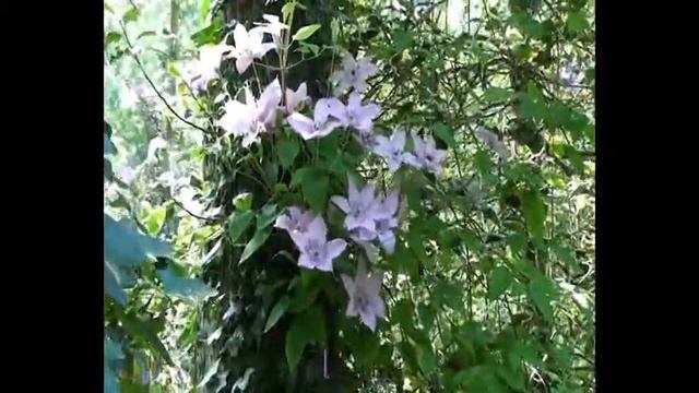 Clématite Hagley Hybrid by clematite.net - Spécialiste des plantes de jardin смотреть онлайн